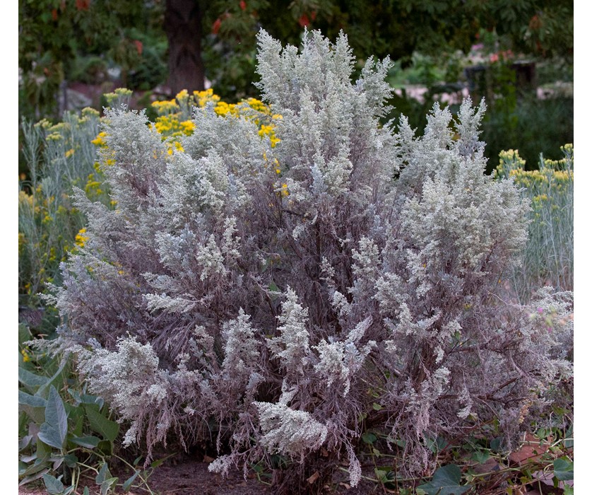 Western Sagebrush
